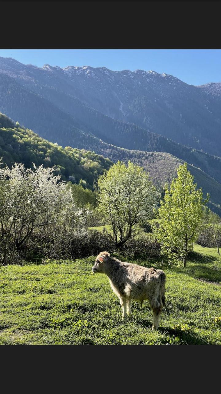 Peak Mazeri Guest House Pokoj fotografie